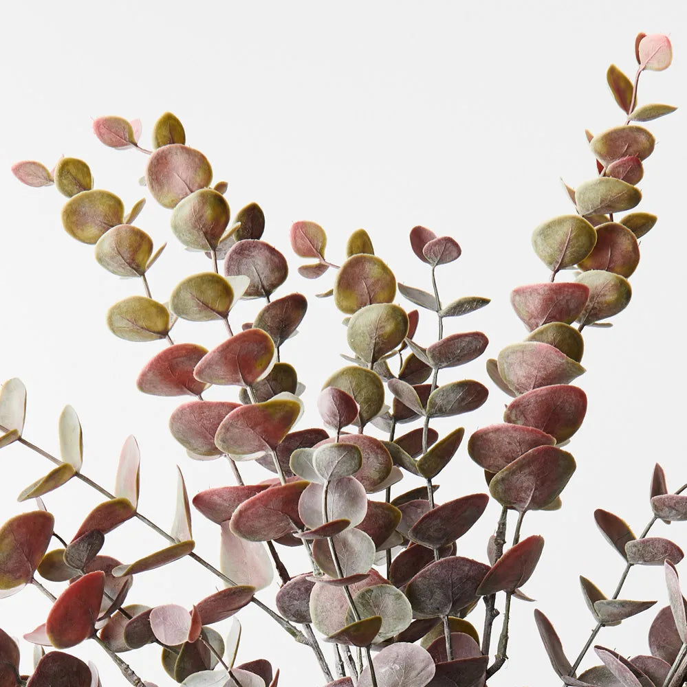 Eucalyptus Bush Burgundy Green