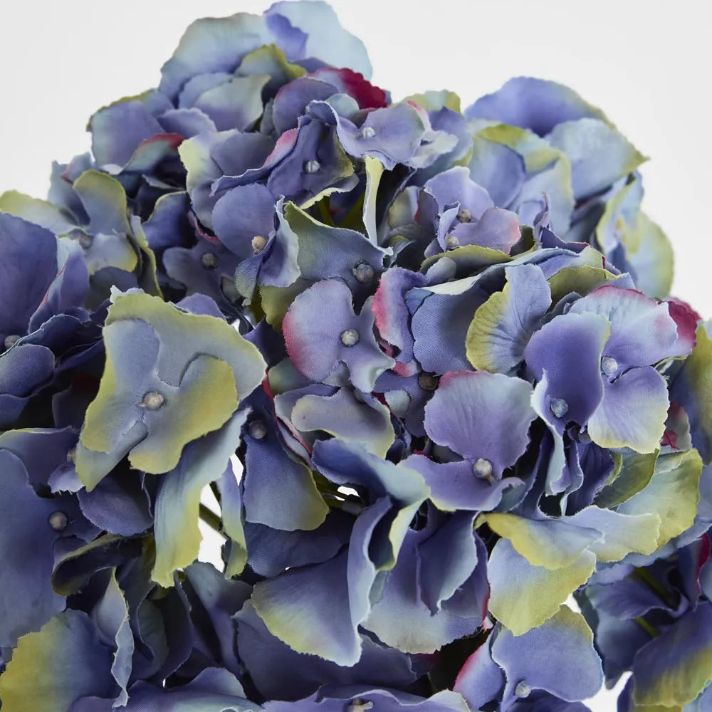 Hydrangea Dark Blue