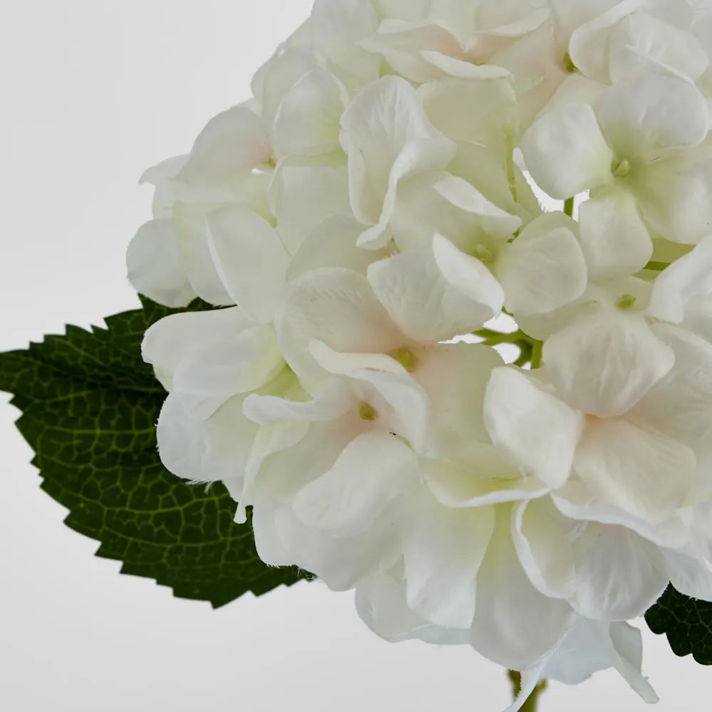 Hydrangea White (2 leaves)