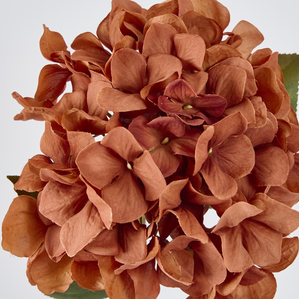 Hydrangea Stem - Rust