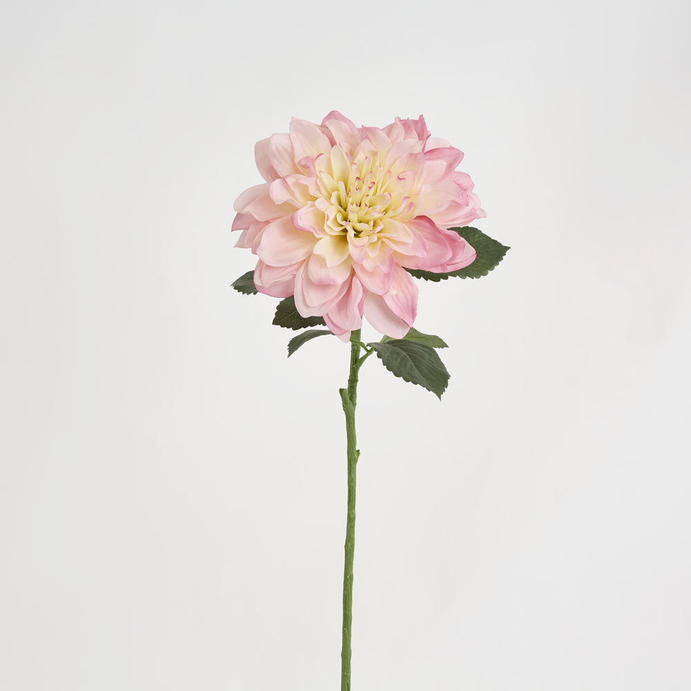 Giant Dahlia Stem 70 cm Ice Pink