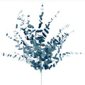 Eucalyptus Blue 70 cm