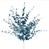 Eucalyptus Blue 70 cm