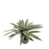 Flax Leaf Plant in pot - 35 cm