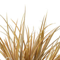 Grass Bush