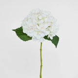 Hydrangea White (2 leaves)