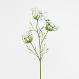 Queen Annes Lace Spray White