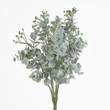 Euonymus Japonicus Bush Grey Green