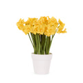 Luxe Yellow Jonquil Pot
