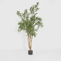 Olive Tree 120 cm