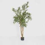 Olive Tree 120 cm