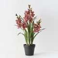 Orchid Cymbidium Plant