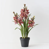 Orchid Cymbidium Plant