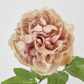 Dried Look Peony Stem 61 cm Blush