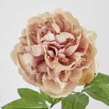 Dried Look Peony Stem 61 cm Blush