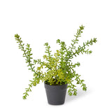 Sedum Plant