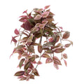 Wandering Jew Bush Hanging