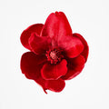 Magnolia Small Red Velver Clip On